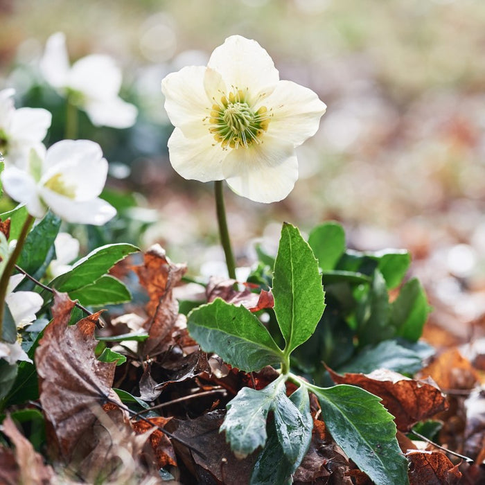 Helleborus niger D4 aquos., 8 St. Ampullen