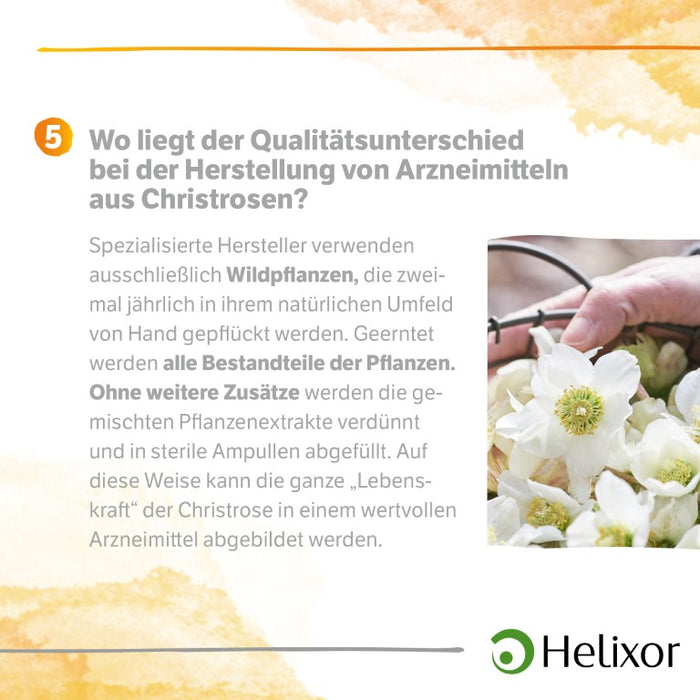 Helleborus niger D5 aquos., 8 pc Ampoules